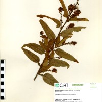 23426 herbarium