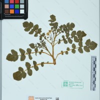 CIP 761135 herbarium