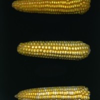 CIMMYTMA 5896 OAXA 353 GD21B-6903-79 E.jpg