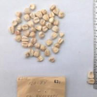 CIMMYTMA 631 - Reference Inventory.jpg