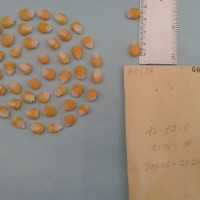 CIMMYTMA 6013 - Reference Inventory.jpg