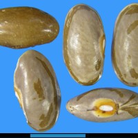 G51599 seed.jpg