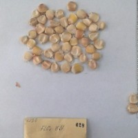 CIMMYTMA 428 - Reference Inventory.jpg