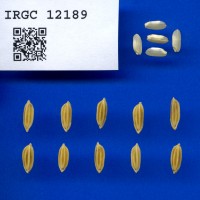 IRGC 12189 Seed Photo