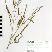 8569 herbarium