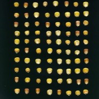 CIMMYTMA 5932 BRAZ 1614 GD21B-6903-51 K.jpg