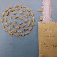 CIMMYTMA 7738 - Reference inventory.jpg