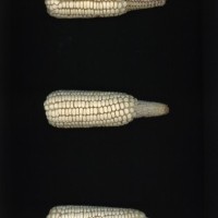 CIMMYTMA 18903 QROO 31 AF23A-0903-183 E1.jpg