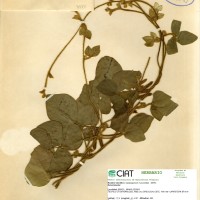 8980 herbarium