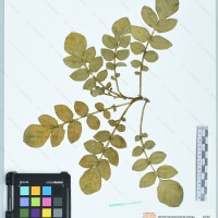 CIP 760346 herbarium