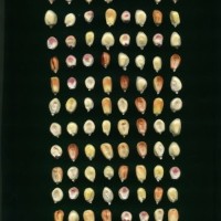 CIMMYTMA 32159 JUN. 501 TC19U-2902-111 K.jpg