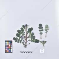 CIP 761464_OCH 13005_acl_H_2024.jpg