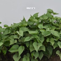 CIP 420841 (plant).jpg