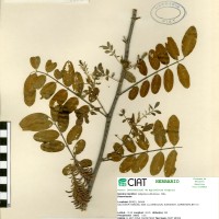 8402 herbarium