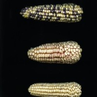 CIMMYTMA 23854 AGUC 31 BA23U-2903-64 E.jpg