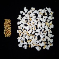 Popped and not popped comparison.jpg