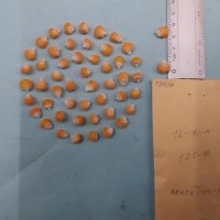 CIMMYTMA 7373 - Reference inventory.jpg