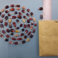 CIMMYTMA 7627 - Reference inventory.jpg