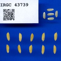 IRGC 43739 Seed Photo