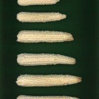 CIMMYTMA 25894 ECUA 12515 AF23A-0903-158 C.jpg