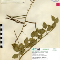 4146 herbarium
