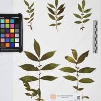 CIP 765702_RPSP 014_03.jpg