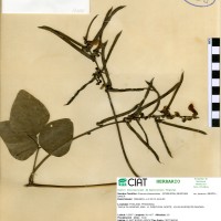 17308 herbarium
