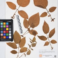 CIP 761393_OCH 12012_02.jpg