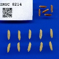 IRGC 8214 Seed Photo