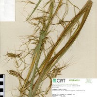 26244 herbarium