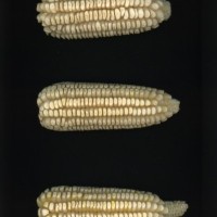 CIMMYTMA 26860 GUAN 452 BA22U-2903-80 E1.jpg