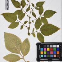 CIP 761076_OCH 12014_05.jpg