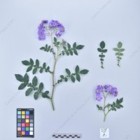 CIP 761827_OCH 13822_buk_H_2024.jpg