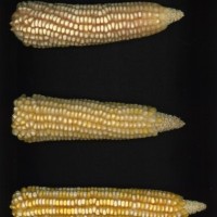 CIMMYTMA 27153 BRAZ BA110 AF19A-0903-83 E.jpg