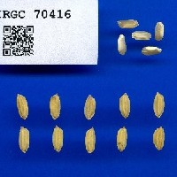 IRGC 70416 Seed Photo