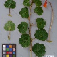 CIP 203068 Herbarium