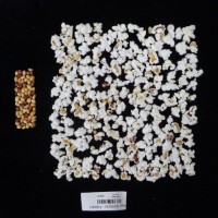 Popped and not popped comparison labeled.jpg