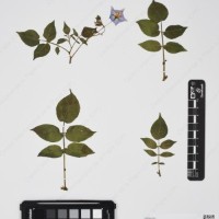 CIP 760248_HHCH 4531c_10.jpg