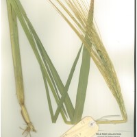 IRGC 105573 Herbarium