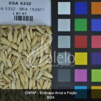 BRA00004052-7.JPG