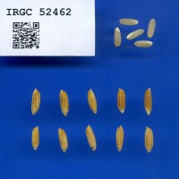 IRGC 52462 Seed Photo