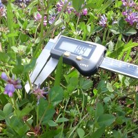 Trifolium decorum_6269 (4).jpg