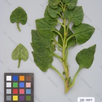 CIP 201009 Herbarium