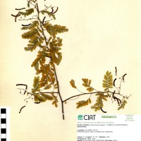 9586 herbarium
