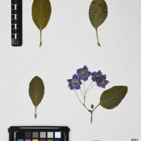 CIP 761364_OCH 11954_04.jpg