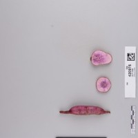 CIP 420975 (root).jpg