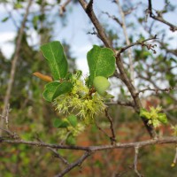 Flueggea virosa 16903 flower.JPG