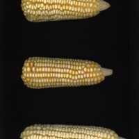 CIMMYTMA 4894 BRAZ 1957 AF22A-0903-98 E1_compress.jpg