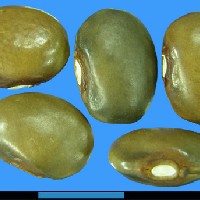 G19011 seed.jpg