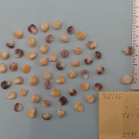 CIMMYTMA 5211 - Reference Inventory.jpg